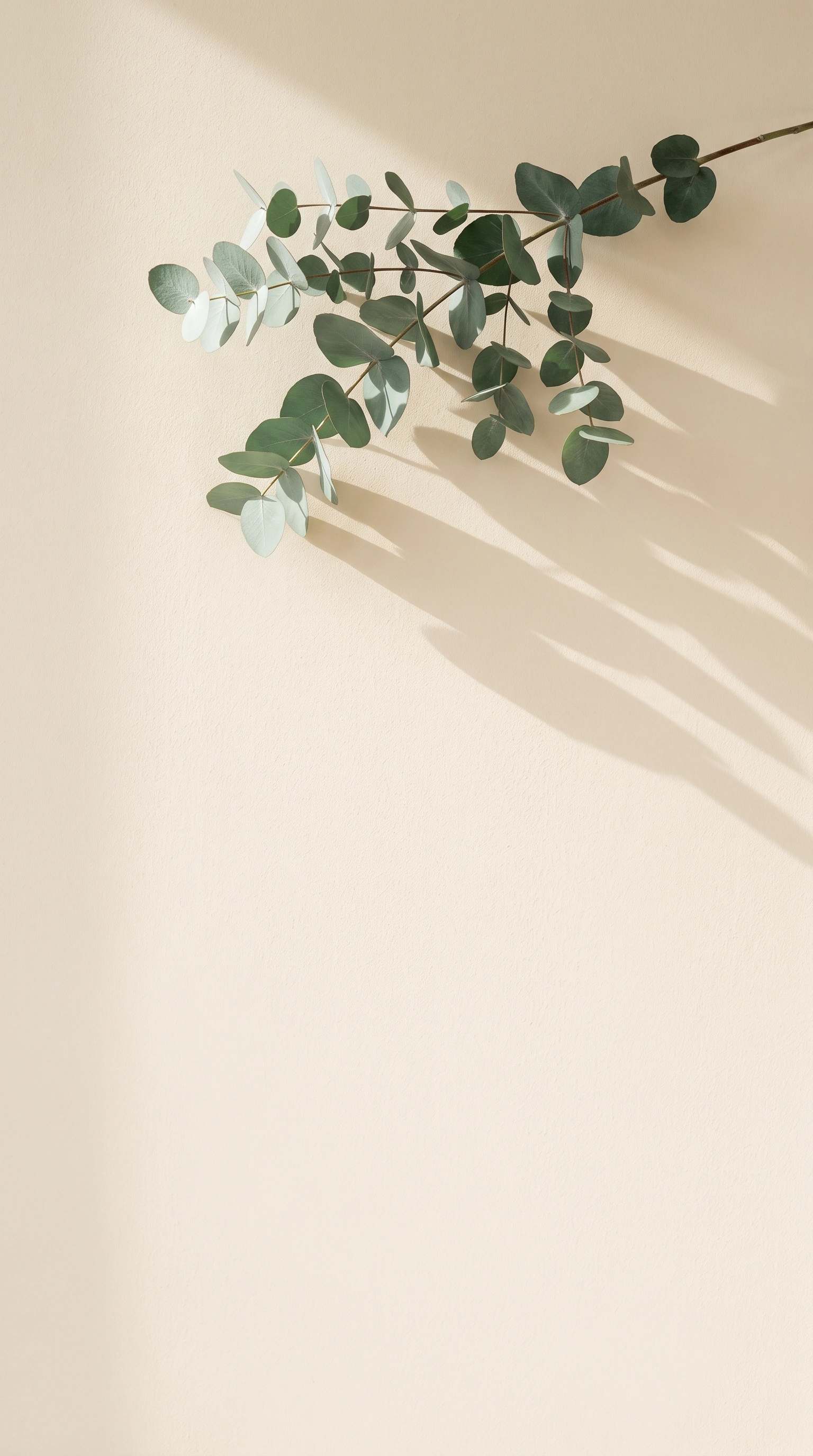 A eucalyptus branch against a warm sand wall, long morning shadow